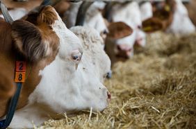 Bedeutung der Minaeralstoffversorgung bei Trockenstehern - Lugitsch Spezialfutter für Rinder