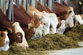 Tipps von den Lugitsch Fütterungsexperten für Rinderhalter