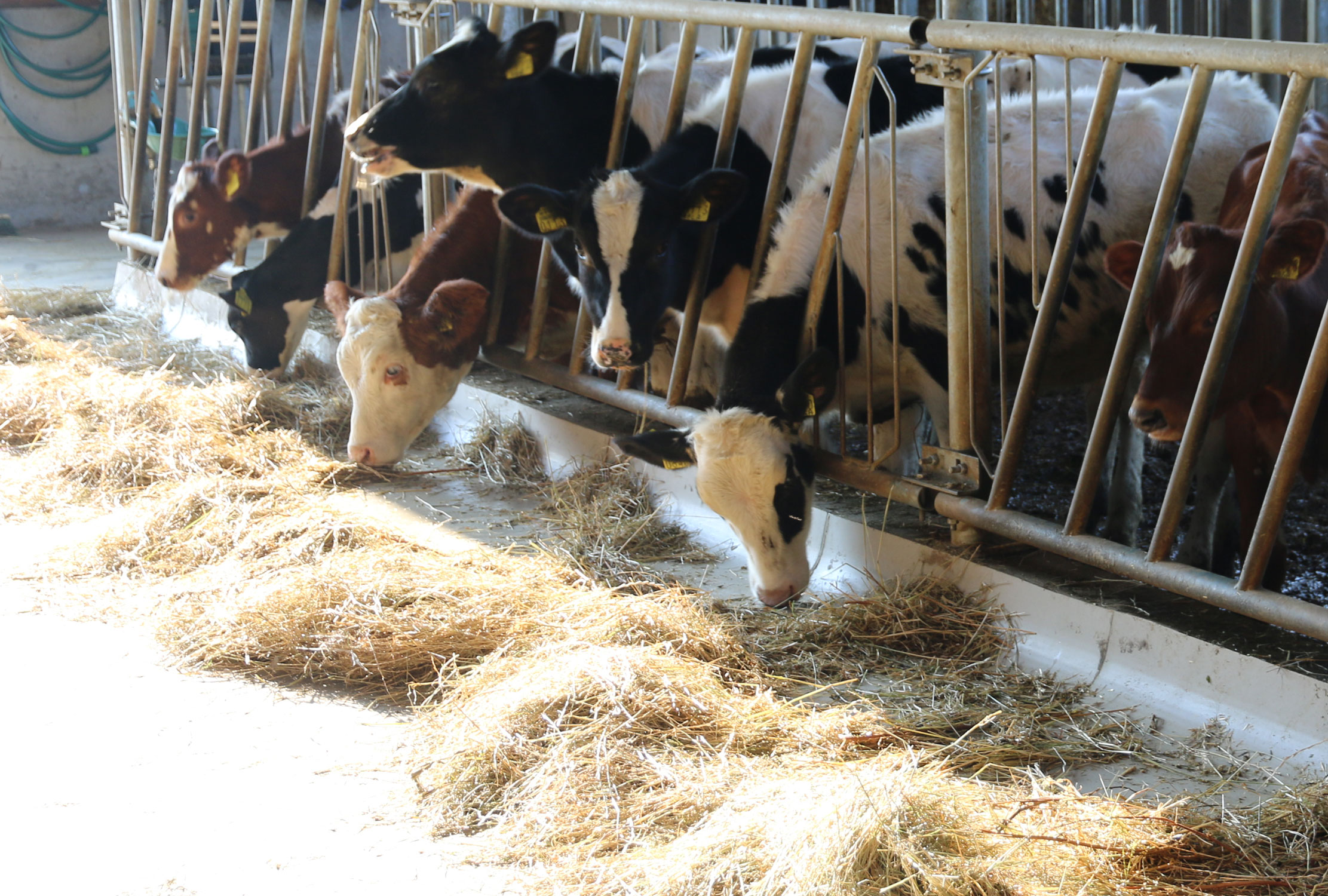 Aufzucht und Milchviehhaltung in Kroatien